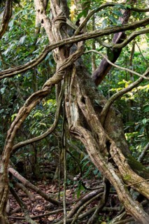 Jungle