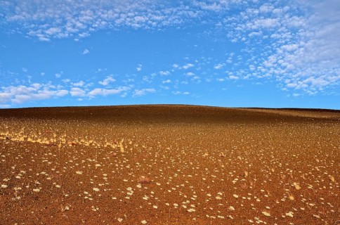 Cushion buckwheat (Eriogonum ovalifolium)