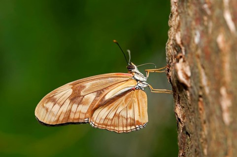 Julia Butterfly