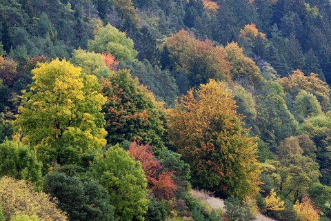 Forest in the Altmuehl Valley in autumn