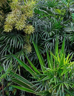 Tropical vegetation