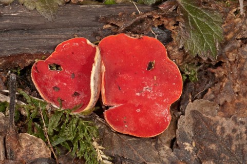 Scarlet Elf Cup (Sarcoscypha coccinea)