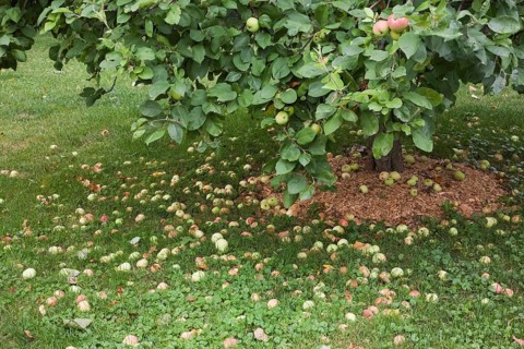 Fallen apples under an apple tree (Malus domestica) in summer