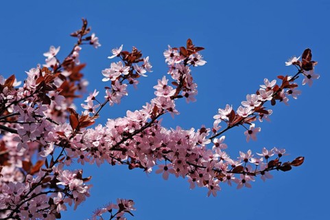 Blossoming branches of a Purple-leaved Cherry-plum (Prunus cerasifera nigra) against a blue sky