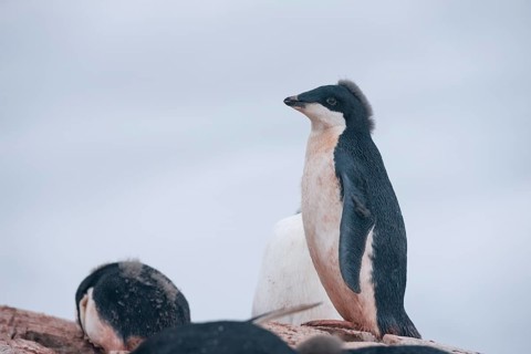 Adelie Penguin (Pygoscelis adeliae)