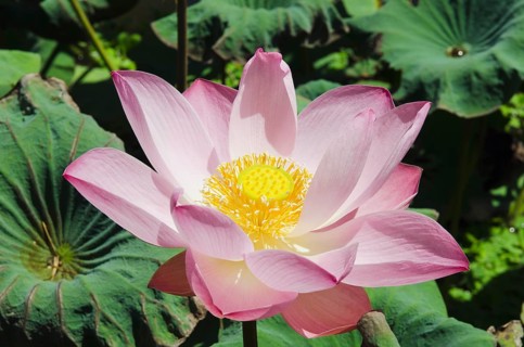 Lotus or Indian Lotus (Nelumbo nucifera)