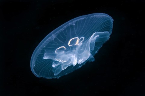 Common Jellyfish (Aurelia aurita)