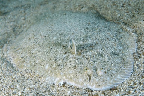 Snouted sole (Solea lascaris nasuta