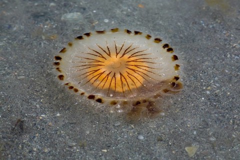 Compass Jellyfish (Chrysaora hysoscella)