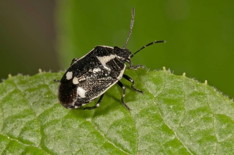Cabbage Bug (Eurydema oleraceum)
