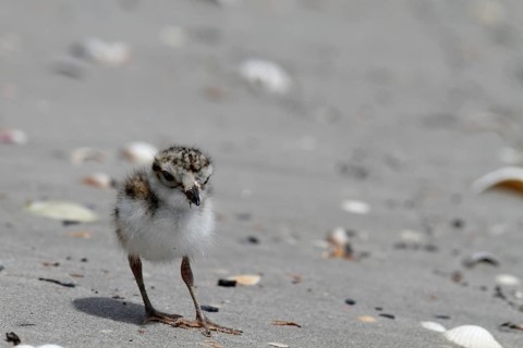 Common Ringed Plover or Ringed Plover (Charadrius hiaticula)