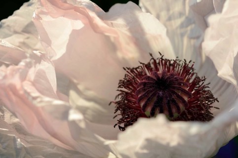 White Oriental Poppy (Papaver orientale hybrid)