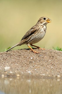 Corn Bunting (Emberiza calandra)