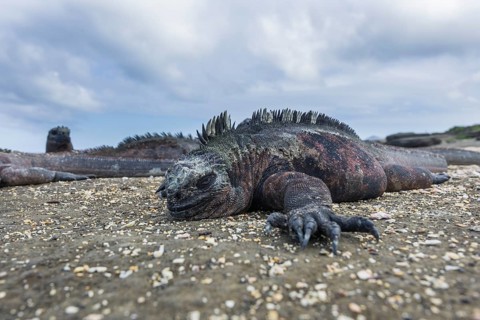 Marine Iguana (Amblyrhynchus cristatus)