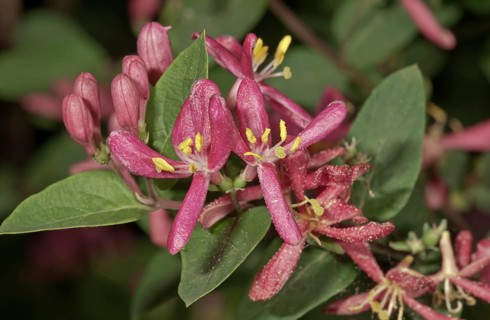 Honeysuckle (Lonicera sp.)
