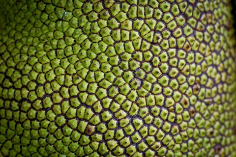 Jackfruit