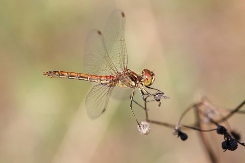 Vagrant Darter (Sympetrum vulgatum)