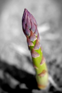 English asparagus spear growing in the field