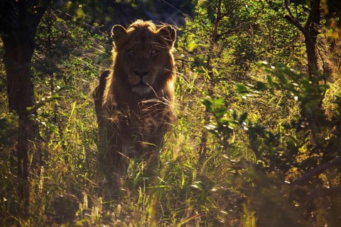 African Lion (Panthera leo)