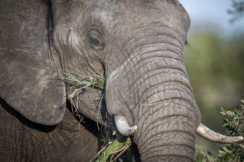 African elephant (Loxodonta africana) feeds on grass