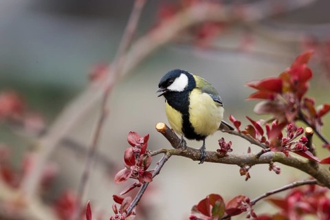 Great Tit (Parus major)