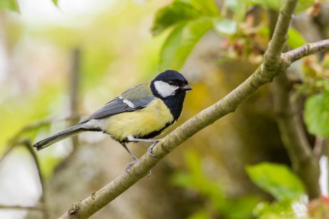 Great Tit (Parus major)