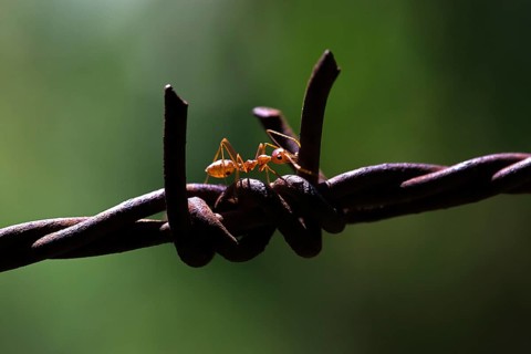 Asian Weaver Ant (Oecophylla smaragdina) on barbed wire