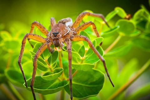 Raft Spider (Dolomedes fimbriatus) on Marsh Spurge (Euphorbia palustris)