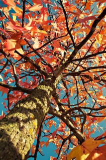 Silver Maple (Acer saccharinum) in autumn