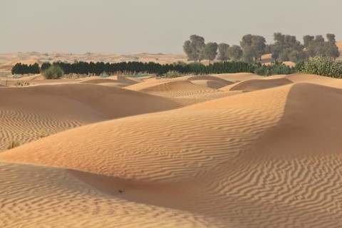 Oasis with date palms surrounded by sand dunes