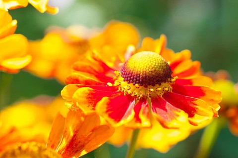 Sneezeweed (Helenium)