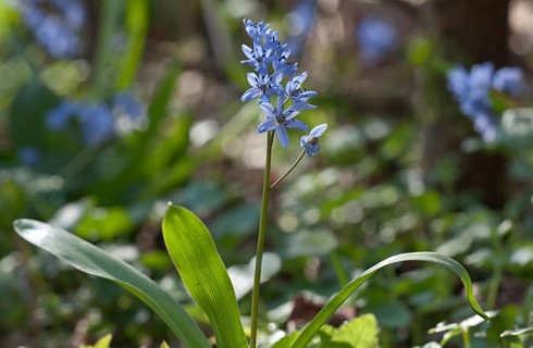 Blooming Two-leaf Squill or Alpine Squill (Scilla bifolia)