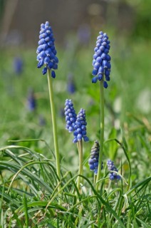 Flowering Grape Hyacinths (Muscari botryoides)