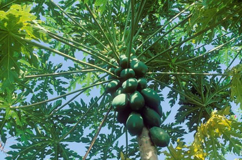 Papaya (Carica papaya)
