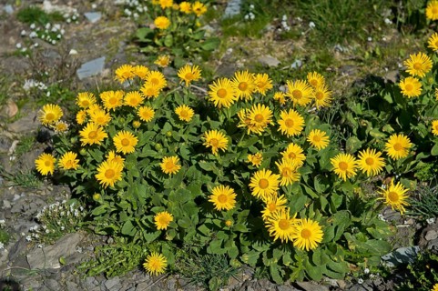 Doronicum (Doronicum grandiflorum)