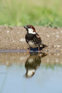 Spanish Sparrow or Willow Sparrow (Passer hispaniolensis)