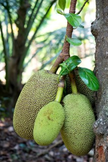 Jackfruit or Jack Tree (Artocarpus heterophyllus)