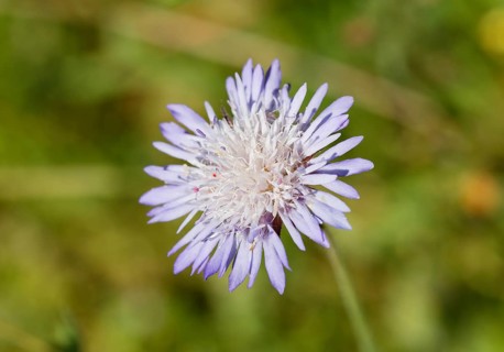 Whole-leaved Scabious (Knautia integrifolia)