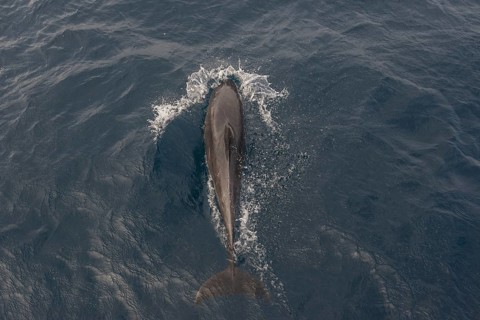 Common Bottlenose Dolphin (Tursiops truncatus)