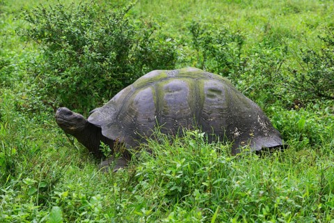 Galapagos Giant Tortoise (Chelonoidis nigra)