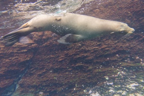 Galapagos Sea Lion (Zalophus wollebaeki) under water