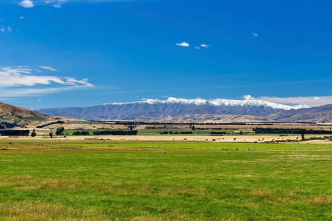Pasture in Central Otago with the snow-capped St. Bathans Range