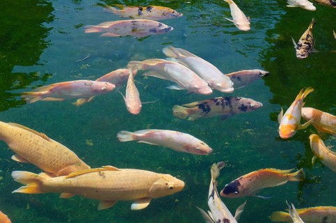 Koi Carps (Cyprinus carpio) in the holy spring of Pura Tirta Empul spring sanctuary
