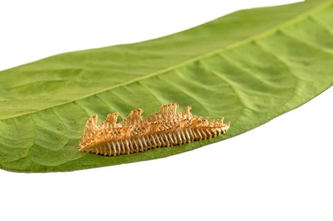 Eye-catchingly shaped egg sac of an unknown insect species