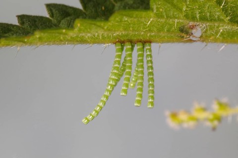 Long strings of eggs from the Map butterfly (Araschnia levana) on a nettle leaf