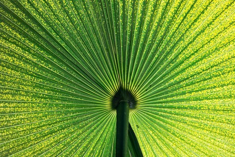 Chinese Windmill Palm (Trachycarpus fortunei)