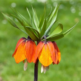 Crown Imperial Fritillary