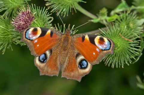 European Peacock or Peacock Butterfly (Inachis io) in search of nectar on a Greater Burdock (Arctium lappa)