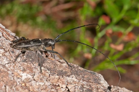 Marmorated Longhorn Beetle (Monochamus sutor) on a tree trunk