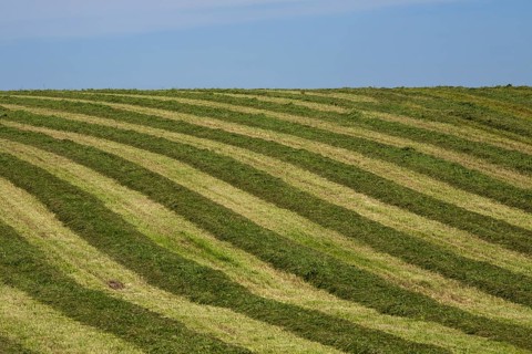 Hayfield raked in geometric patterns